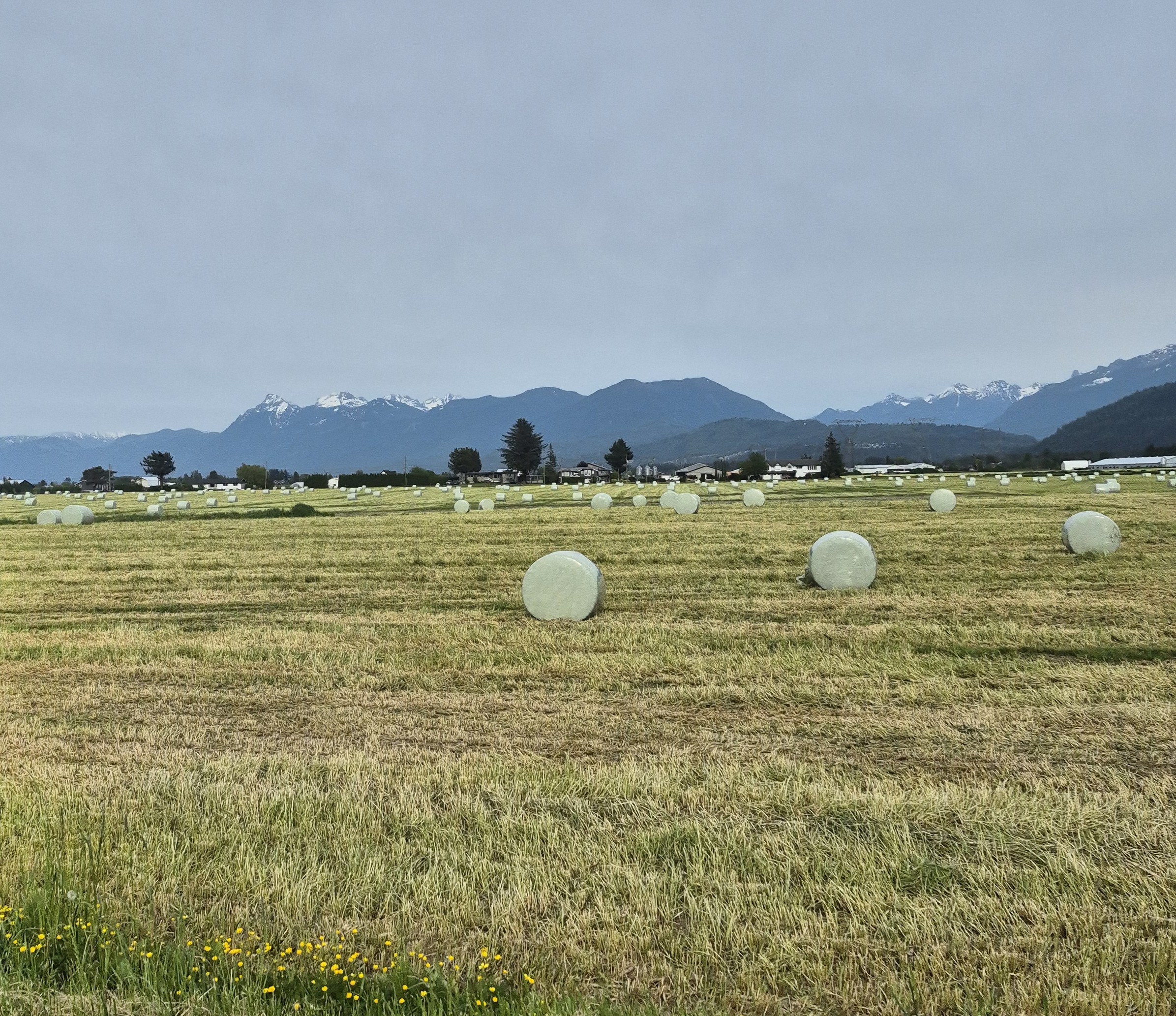 Field of Round bales Field of Round bales