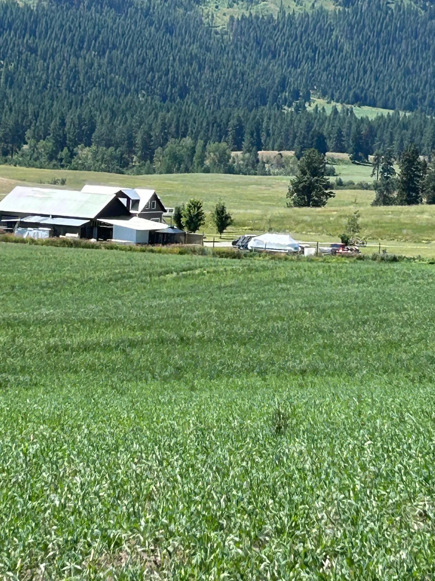 Mixed grass and alfalfa2